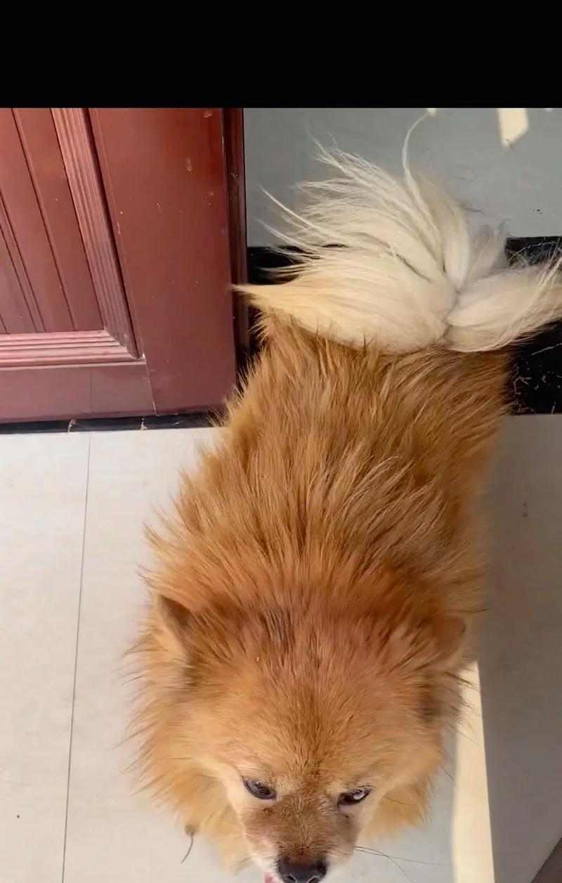 狗狗尾巴常见疾病症状与护理方法(图3)