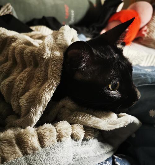 小猫为何喜欢趴在人身上睡觉？温暖与安全感的双重需求(图3)