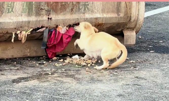 小狗为何总吃不饱？科学喂养方法全解析(图3)