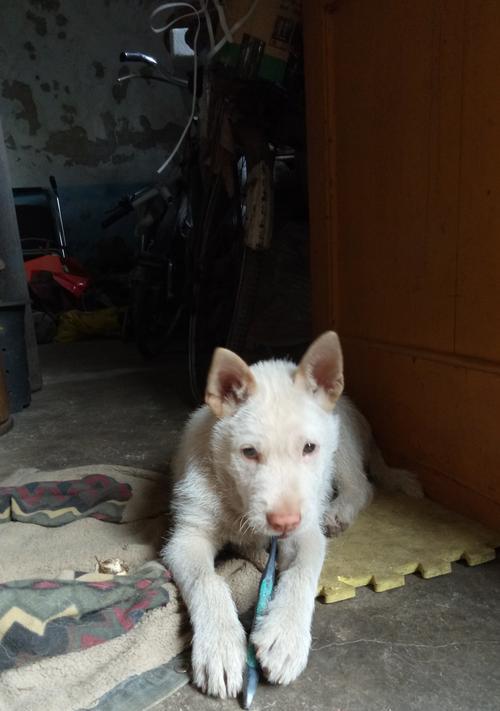 狗狗尾巴常见疾病症状与护理方法(图1)