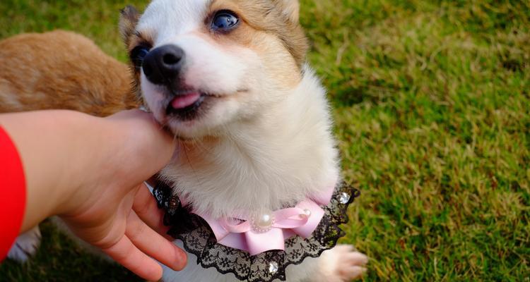 忙碌工作养狗指南：如何挑选适合的狗狗品种与照顾技巧(图2)