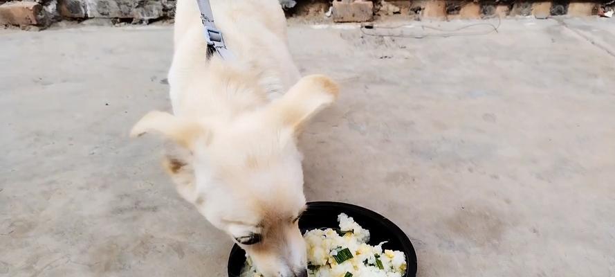 小狗为何总吃不饱？科学喂养方法全解析