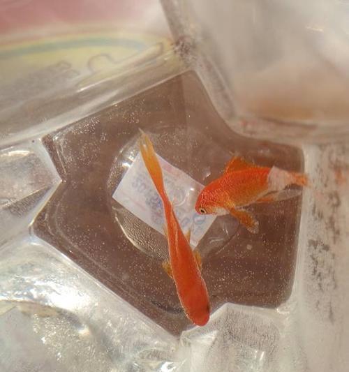 金鱼冬季饮食调整技巧与健康喂养指南(图3)