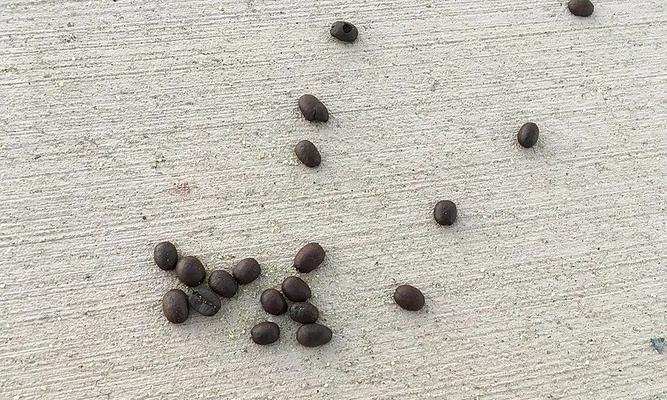 物体从坚硬到柔软变形的科学机制解析