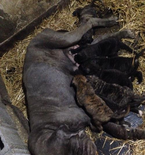 珠海狗市场：地理位置、品种与特色服务全解析(图2)