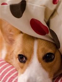 忙碌工作养狗指南：如何挑选适合的狗狗品种