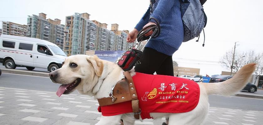 珠海狗市场：地理位置、品种与特色服务全解析(图3)