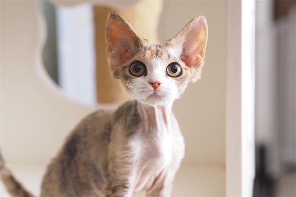 母猫发情期症状与科学应对方法