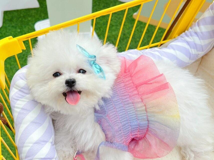 比熊掉毛周期与科学护理方法(图2)