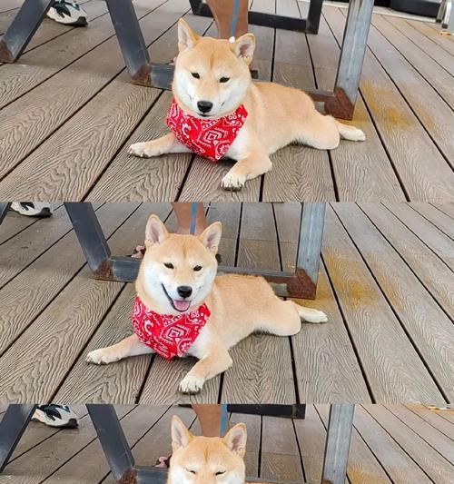 小狗抖动原因及健康警示解析(图3)