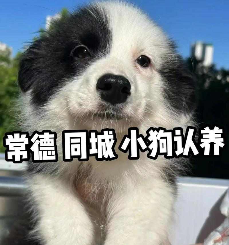 小狗抖动原因及健康警示解析