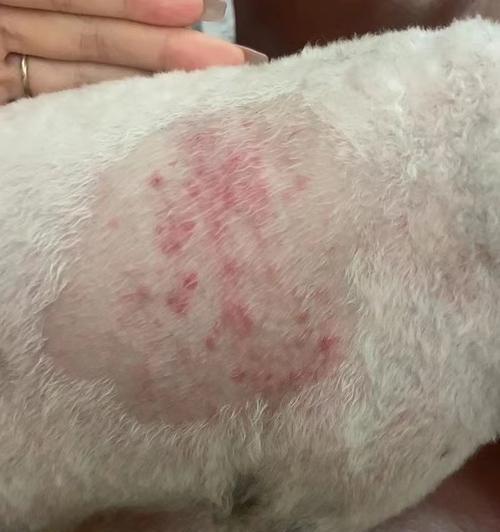 狗狗真菌感染饮食禁忌全解析