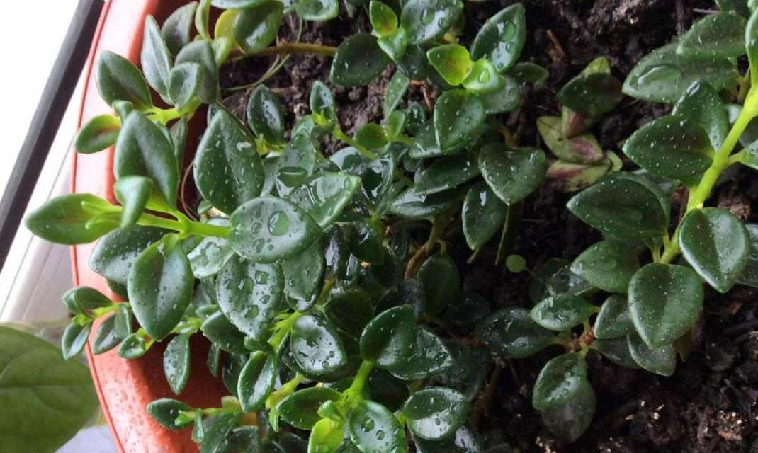 金鱼冬季饮食调整技巧与健康喂养指南(图1)