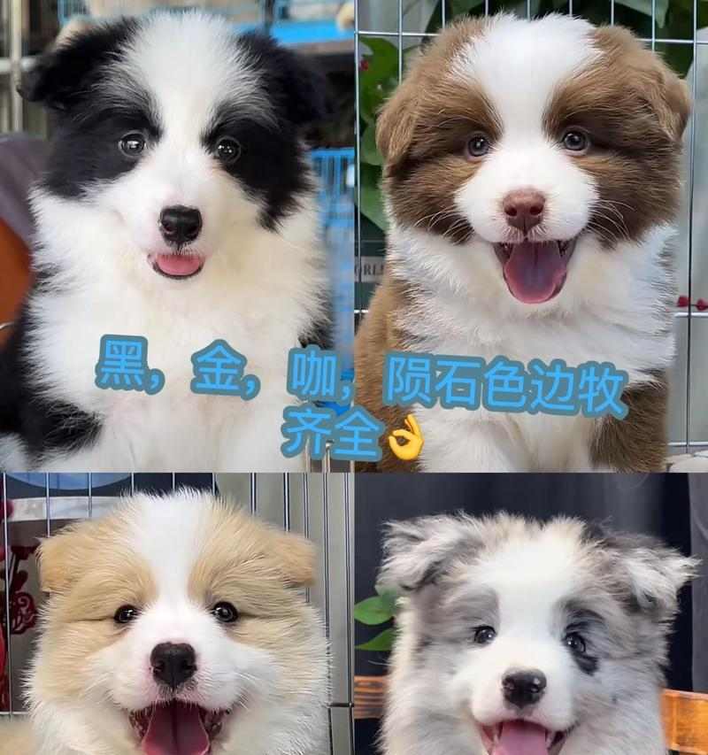 忙碌工作养狗指南：如何挑选适合的狗狗品种与照顾技巧(图3)