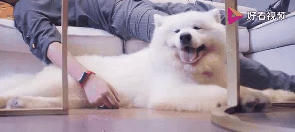 萨摩耶增肌饮食指南：高蛋白狗粮助力肌肉增