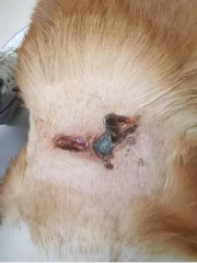 柯基犬外伤感染治疗案例：非麻醉保守疗法的应用(图6)