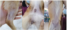 犬跳蚤过敏性皮炎病例分析与综合治疗方案(图8)