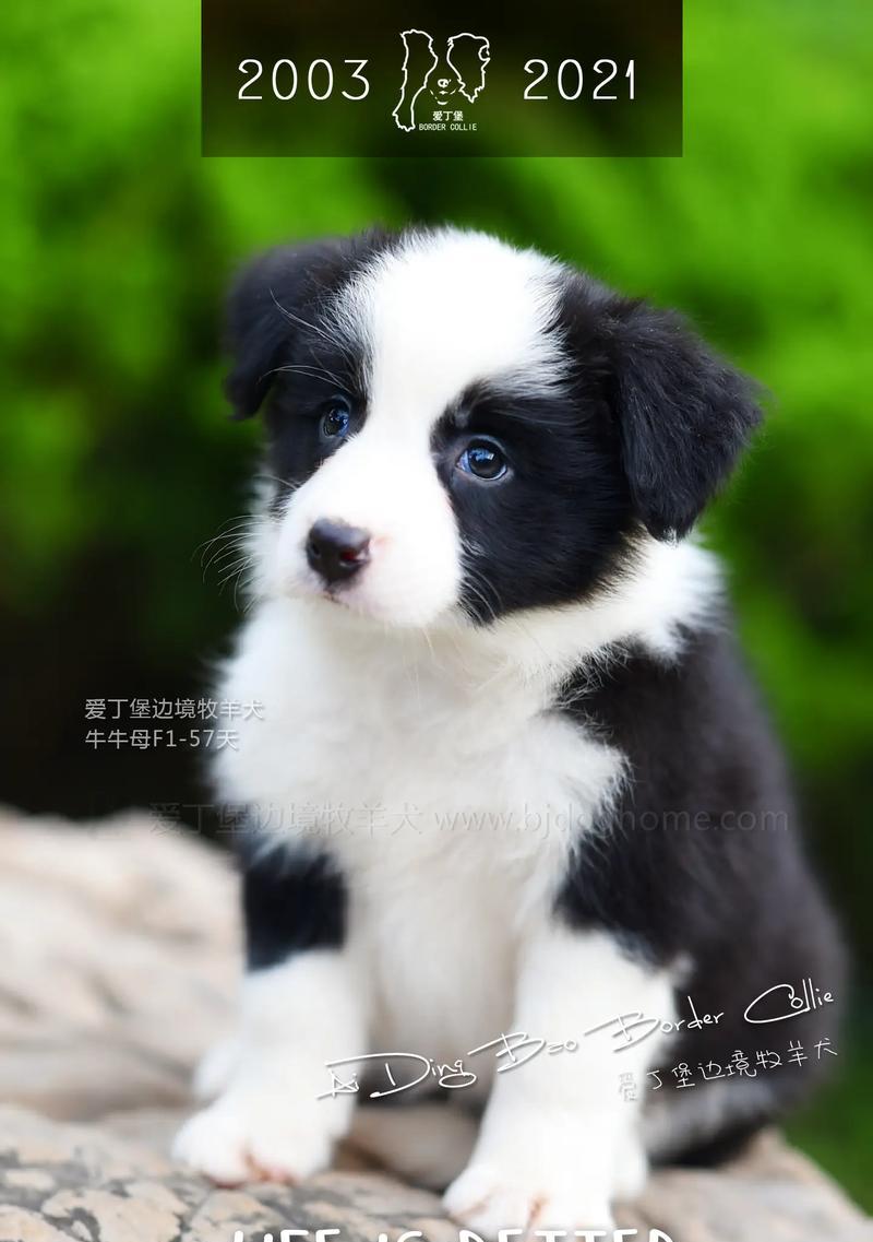 边牧喜欢什么？探索聪明犬种的活动与玩具喜好(图3)