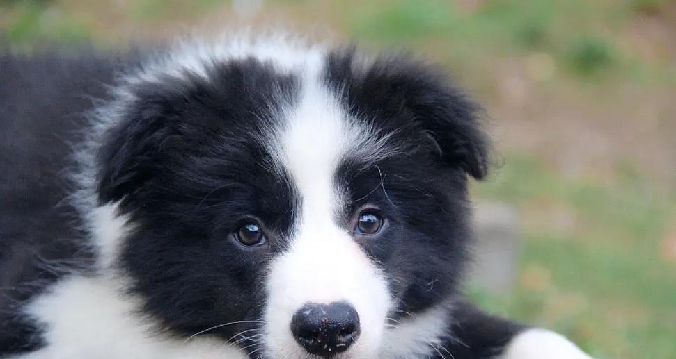 边牧喜欢什么？探索聪明犬种的活动与玩具喜好