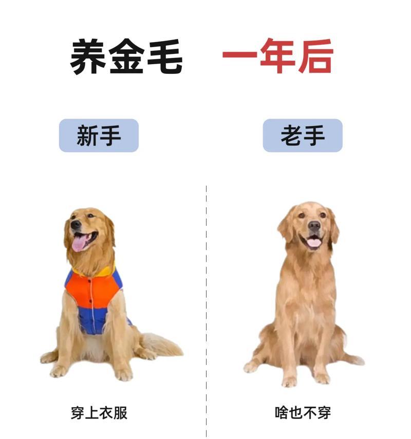 五个月金毛护理全攻略