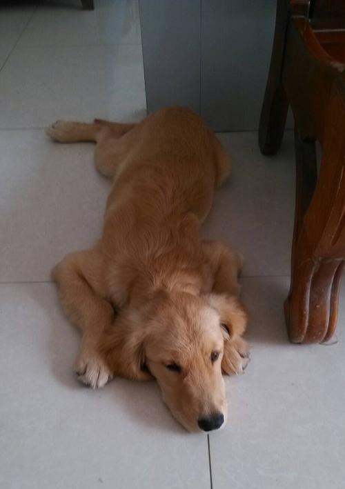 五个月金毛护理全攻略(图2)