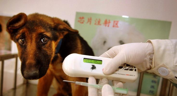 幼犬打芯片必备证明与流程详解(图1)
