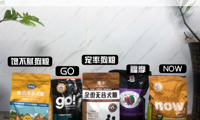 柯基毛发变黄原因及预防方法(图1)