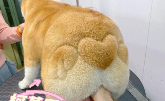 柯基毛发变黄原因及预防方法(图2)