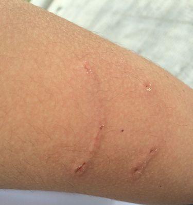 雪纳瑞狗狗狂犬疫苗接种时间与注意事项(图2)