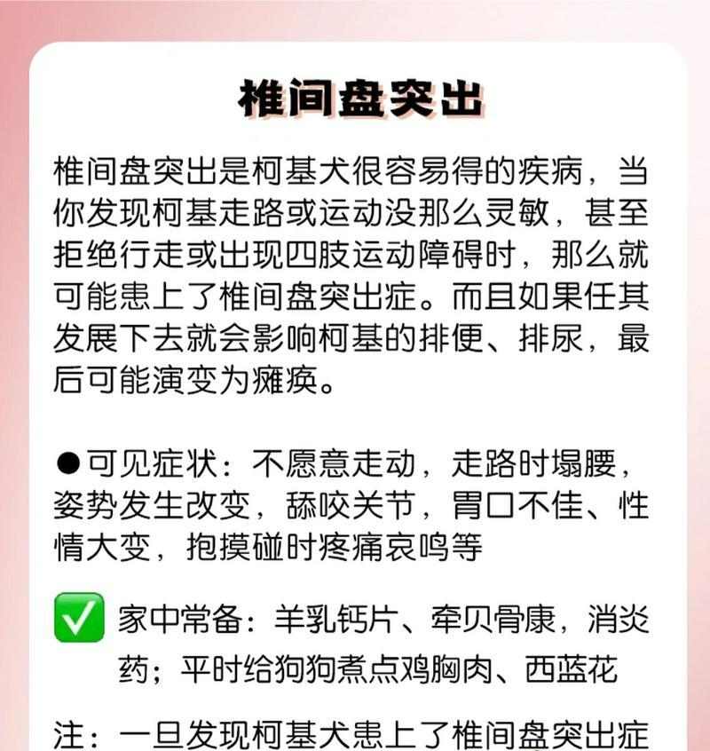 柯基毛发变黄原因及预防方法(图3)