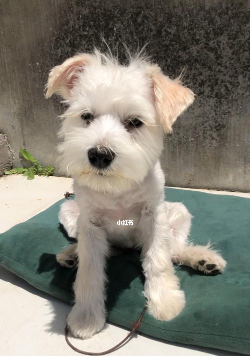 雪纳瑞狗狗狂犬疫苗接种时间与注意事项(图1)