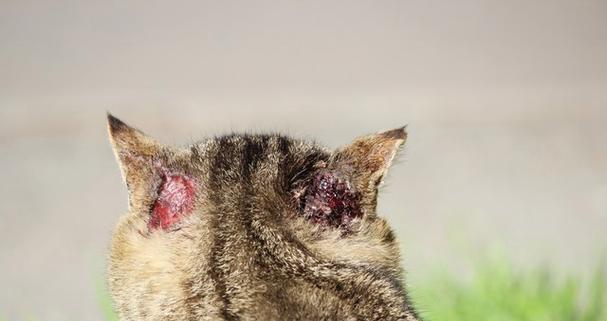 小猫耳螨成因与防治全解析