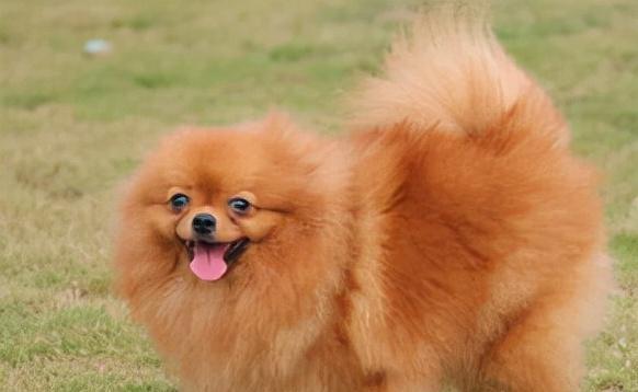 博美犬屁股之美解析：可爱与魅力的象征