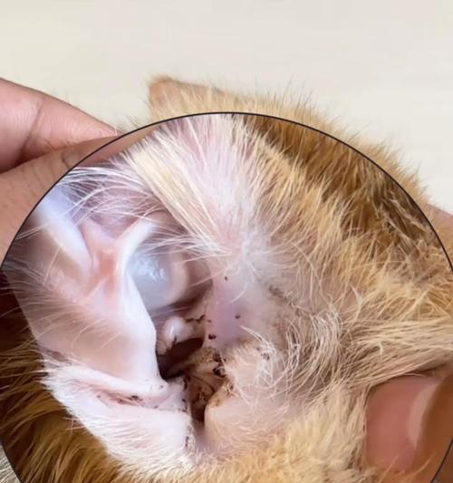 小猫耳螨成因与防治全解析(图3)