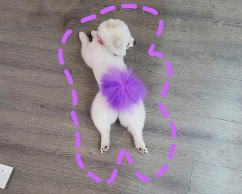 博美犬屁股之美解析：可爱与魅力的象征(图3)