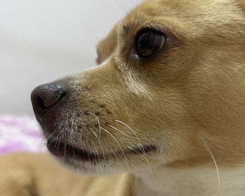 小狗狗干呕原因及护理指南