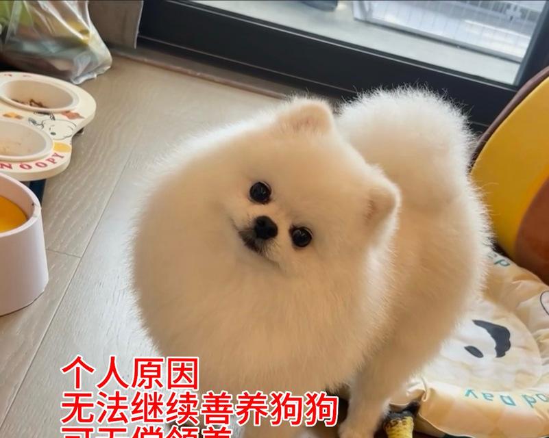 博美犬屁股之美解析：可爱与魅力的象征(图2)