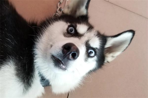 哈士奇优缺点解析，适合养吗？(图1)