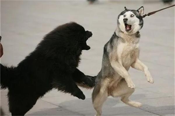 哈士奇优缺点解析，适合养吗？(图2)