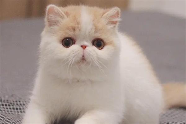 折耳猫寿命一般多少年？(图2)