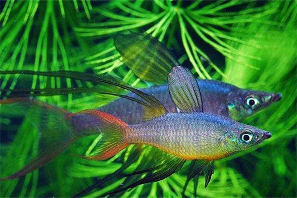 有水草鱼缸是否需要增氧？(图2)