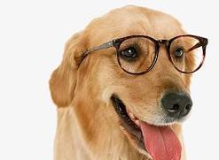 眼镜狗公仔可爱收藏装饰品(图3)