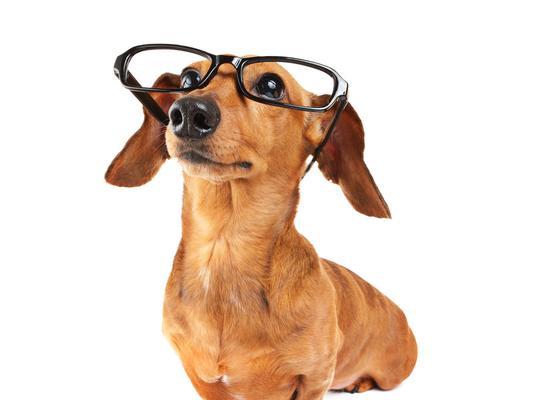 眼镜狗公仔可爱收藏装饰品(图1)