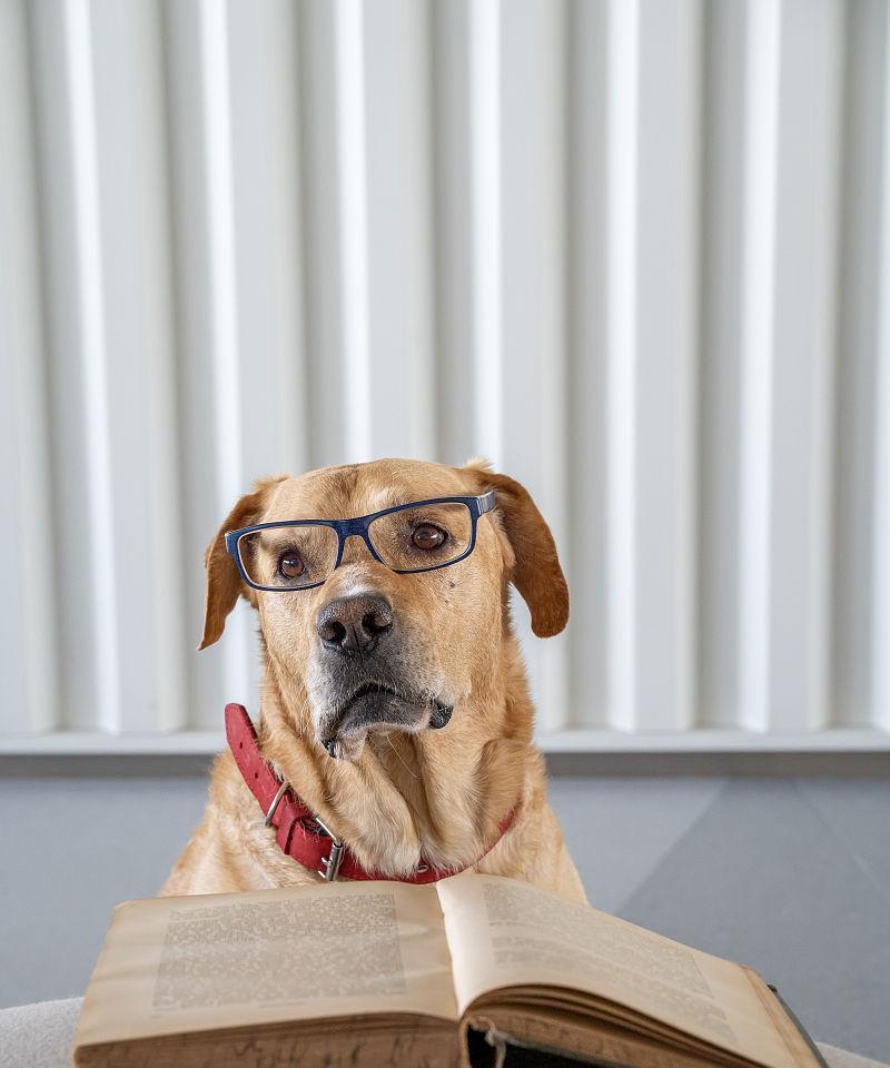 眼镜狗公仔可爱收藏装饰品(图2)