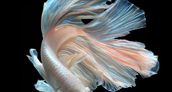 如何选择斗鱼底砂？类型优劣势解析(图2)