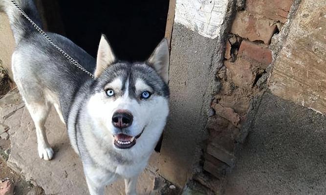 如何选择适合看家护院的狗品种(图2)