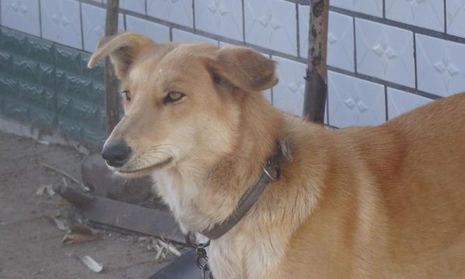 如何选择适合看家护院的狗品种(图3)