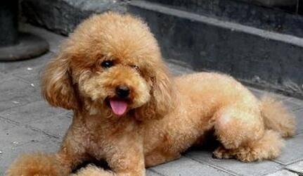 泰迪狗体臭原因及解决方法(图3)