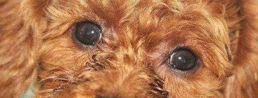 泰迪狗体臭原因及解决方法