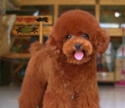 泰迪狗体臭原因及解决方法(图2)